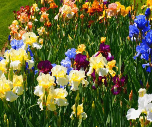 Reblooming bearded iris.