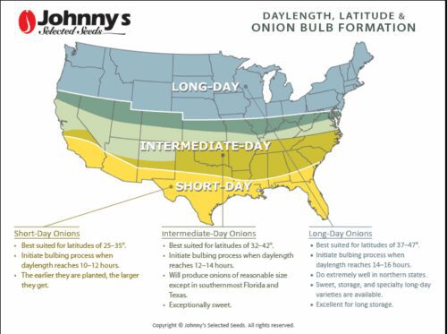 Graphic for planting onions.