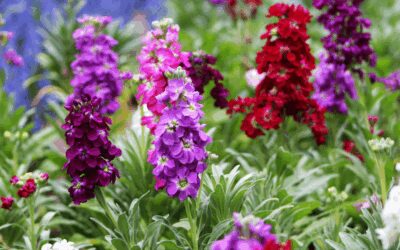 Stock Flowers in San Antonio: A Fragrant Winter–Spring Favorite
