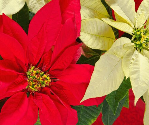 Red and white poinsettia