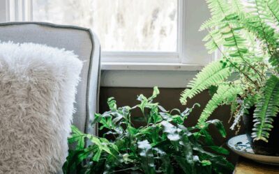 Winter Plant Protection: Indoor Winter Care