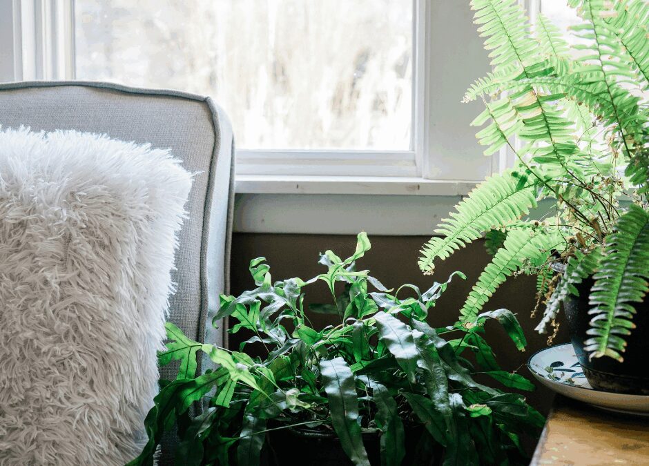 Winter Plant Protection: Indoor Winter Care