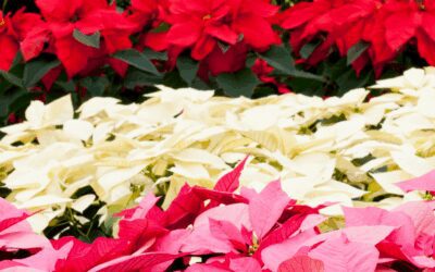 Poinsettia Care: Watering Tips – Ditch the Ice Cubes.
