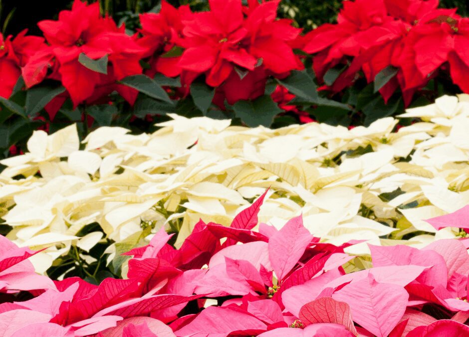 Poinsettia Care: Watering Tips – Ditch the Ice Cubes.
