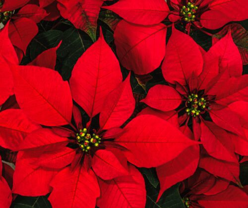 Red poinsettia