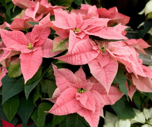 Pink poinsettia