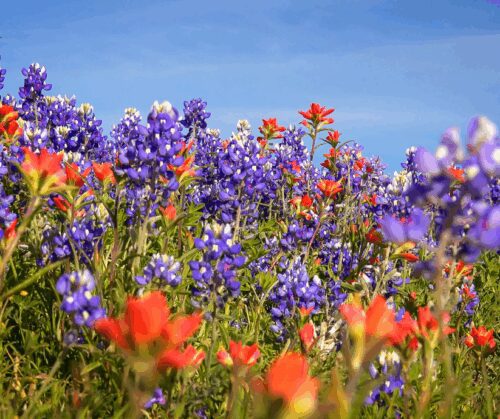 Photo of wildflowers