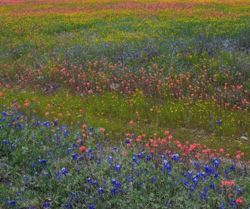 Wildflower meadow