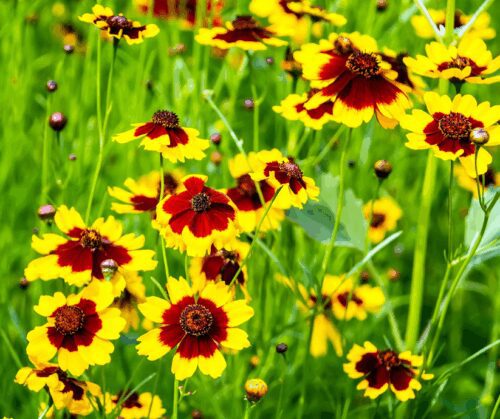 Coreopsis wildflowers