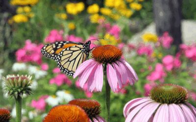 Planting Spring Wildflowers in San Antonio, Texas: An Easy Guide.
