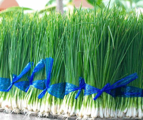 Green onions
