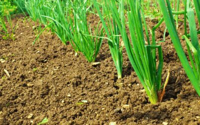 Planting Onions in San Antonio Texas: Nov.- Dec. is Prime Time.