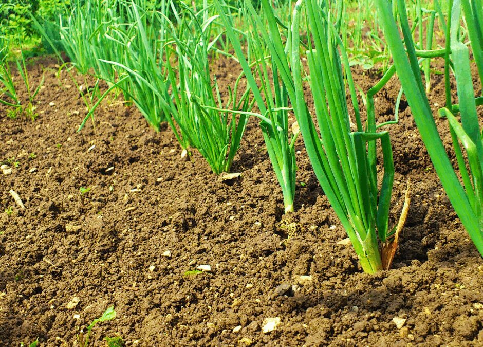 Planting Onions in San Antonio Texas: Nov.- Dec. is Prime Time.
