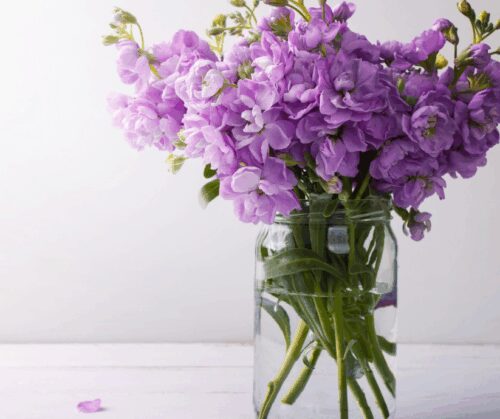 Stock flowers in a jar