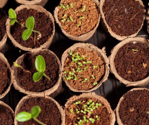 Seeds in pots that have germinated.