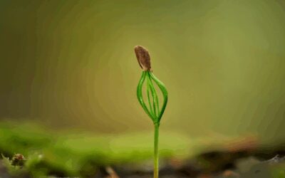 Seed Germination Factors You Need to Know