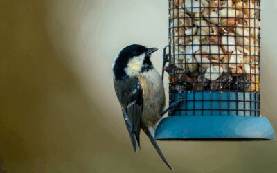 Feeding Birds in Winter: A Guide to Bird Feeders