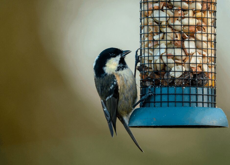 Feeding Birds in Winter: A Guide to Bird Feeders