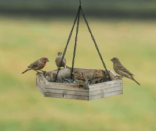 Birds on bird feeder.