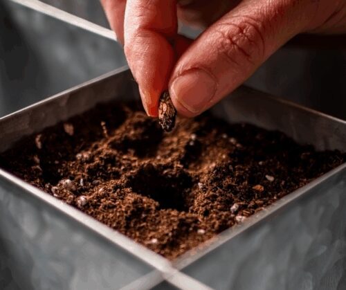 Seedlings being planted.