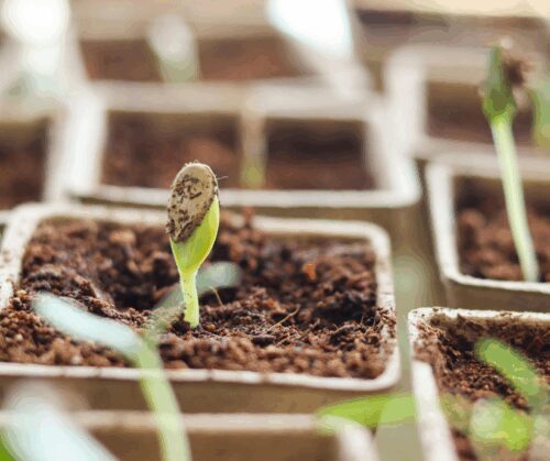 Seeds growing in seed starting soil.