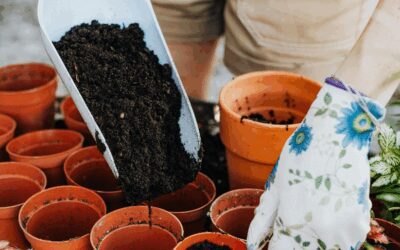 Seed Starting Soil: A Winter Guide for Healthy Seedlings