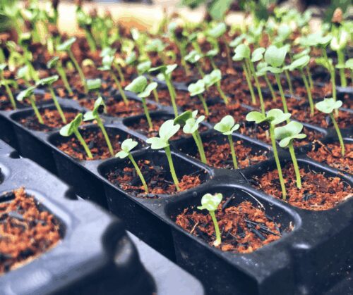Seedlings ready to be thinned. 