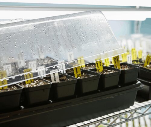 Seedlings in seed starting trays. 