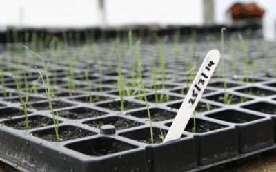 Germination & Seedlings: 7 Steps for Seed Starting Success