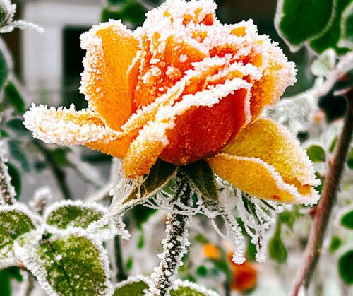 Hold off on pruning woody perennials until 