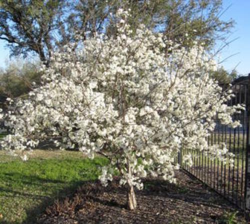 Mexican Plum Tree