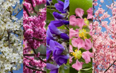 5 Gorgeous Spring-Flowering Trees for San Antonio Gardens