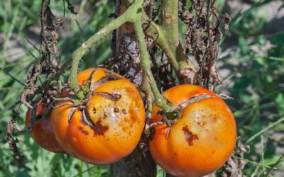 7 Tomato Disease Resistant Codes Explained