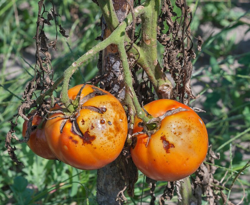 7 Tomato Disease Resistant Codes Explained