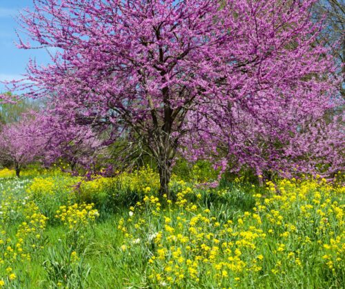 Spring flowering trees; Redbuds