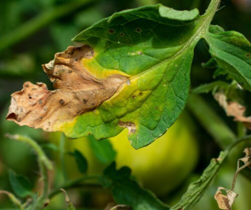 Tomato disease resistance codes can help you pick out the right tomato.