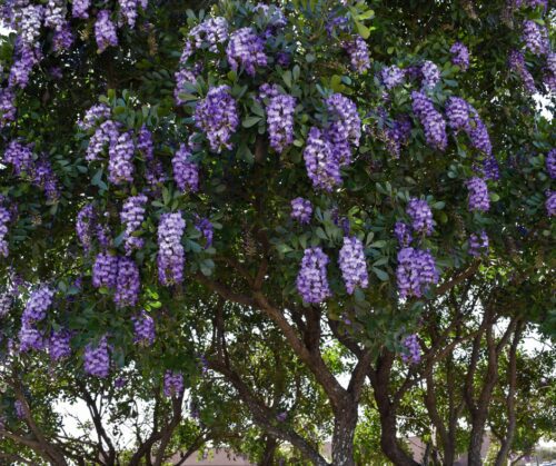 Spring flowering trees: Texas Mountain Laurel