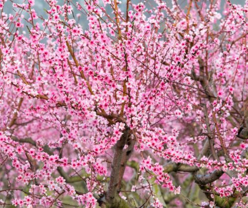 Peach tree in spring