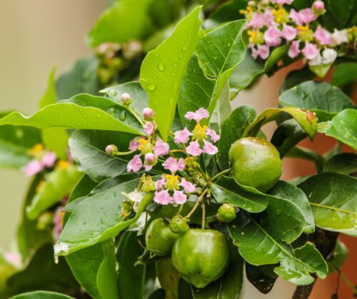 Spring flowering trees: Barbados Cherry