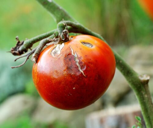 Disease on a tomato