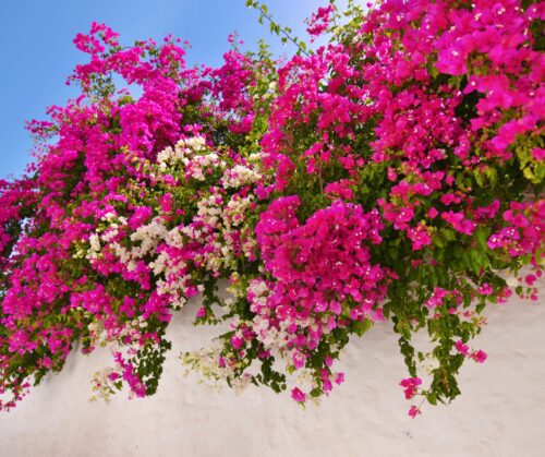Hot Pink Bougainvillea