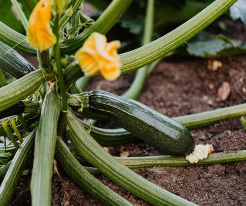 Zucchini