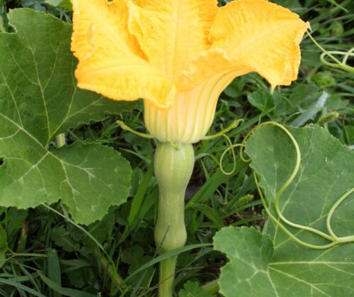 Female squash blossom.