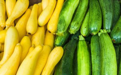 Growing Summer Squash and Zucchini in San Antonio, Texas