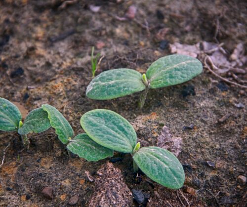 Squash and zucchini seedlings.