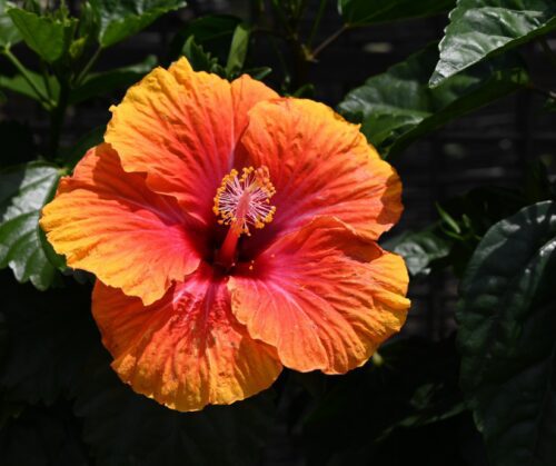Orange tropical hibiscus.