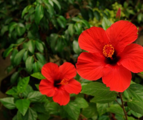 Red tropical hibiscus
