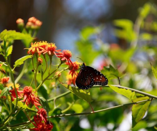 Flowering vine, Mexican Flame Vine with butterfly.