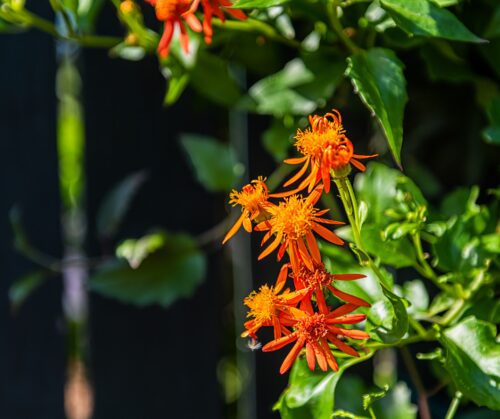 Flowering vines, Mexican Flame Vine