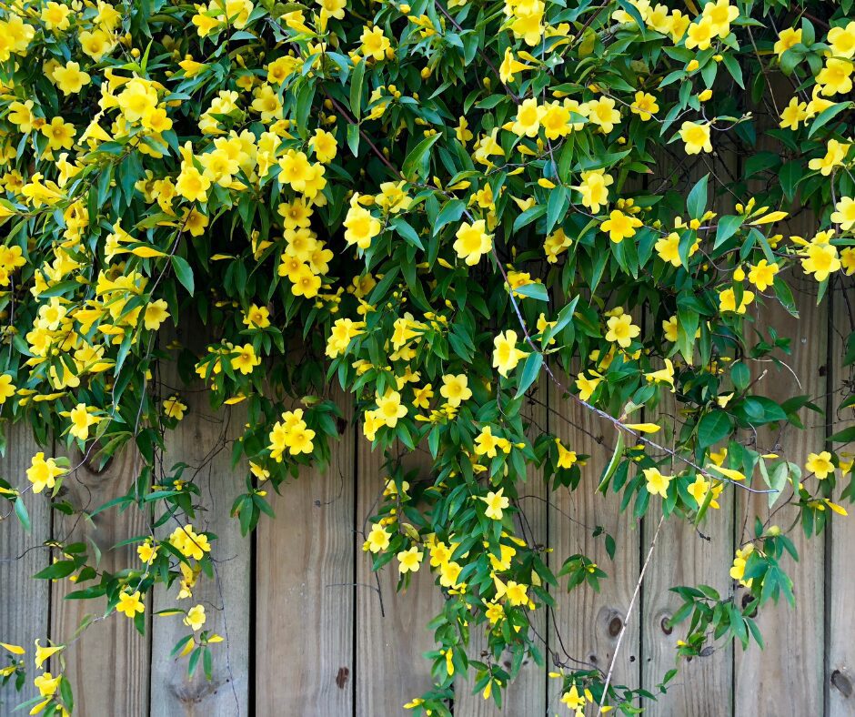 Flowering vines, Carolina Jessamine